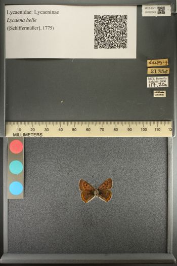 Media type: image;   Entomology 192643